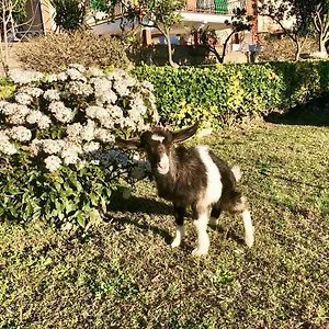 Bed & Breakfast Annetta, Ercolano